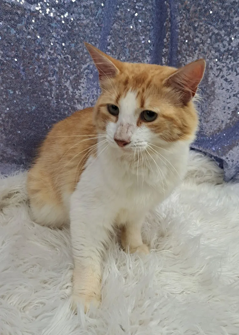 An adult medium-sized male Orange & White Domestic Medium Hair cat named Gusto for adoption in Clarkesville, GA