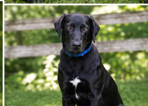 A young medium-sized male Black Great Pyrenees dog named River for adoption in St. Louis, MO