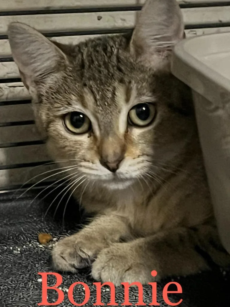 A baby small-sized female Domestic Short Hair cat named Bonnie for adoption in Princeton, IN