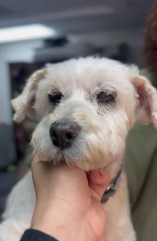 A senior small-sized female Poodle dog named Sophia for adoption in ventura, CA