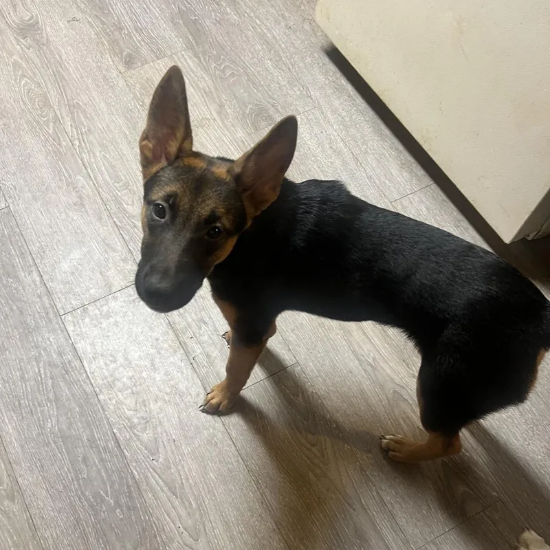 A young medium-sized female Yellow / Tan / Blond / Fawn Mixed Breed dog named Naomi for adoption in Columbus, GA