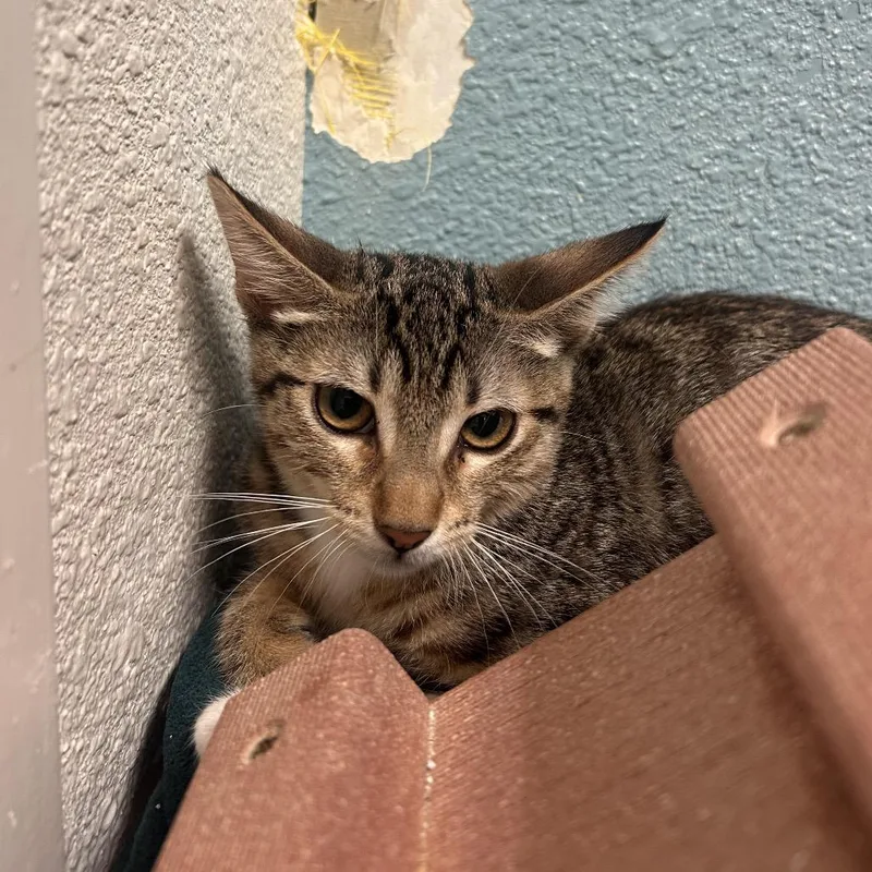 A baby small-sized female Brown / Chocolate Domestic Short Hair cat named Cosma for adoption in Fresno, CA
