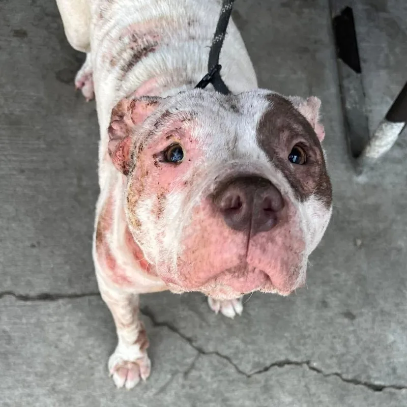 Harriet ~ Coming Soon!!!