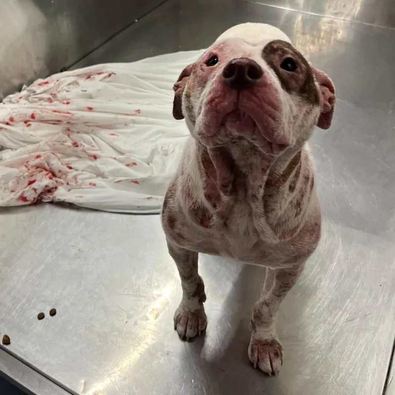 Harriet ~ Coming Soon!!! thumbnail 2