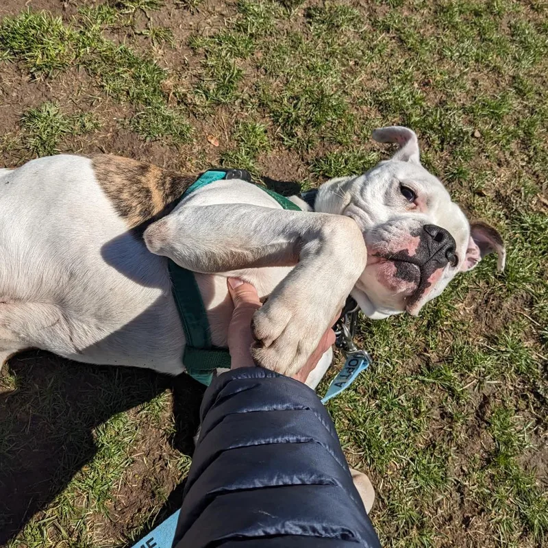 A young large-sized male White / Cream Mixed Breed dog named Milo for adoption in Fairport, NY