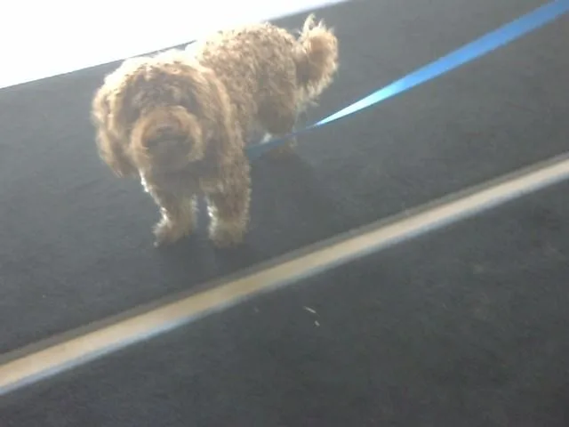 A young small-sized male Poodle dog named Sherbet for adoption in Toledo, OH