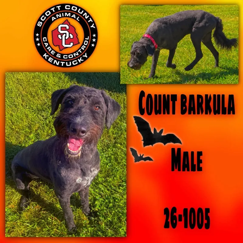 An adult large-sized male Standard Poodle dog named Count Barkula for adoption in Georgetown, KY