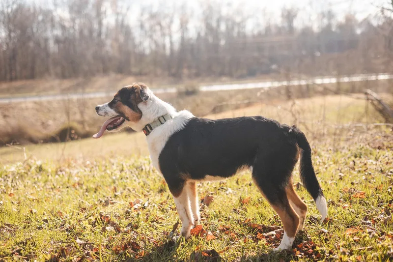 Bandittransport thumbnail 2