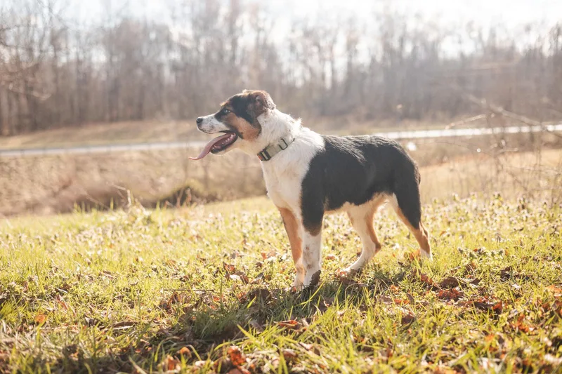 Bandittransport thumbnail 4