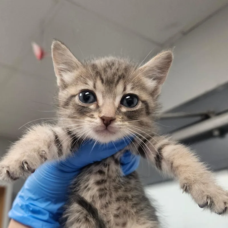 A baby small-sized male Domestic Short Hair cat named Max for adoption in Greenville, SC