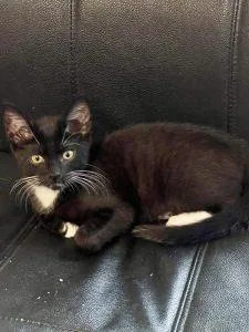 A baby medium-sized male Black & White / Tuxedo American Shorthair cat named Ryan for adoption in Richardson, TX