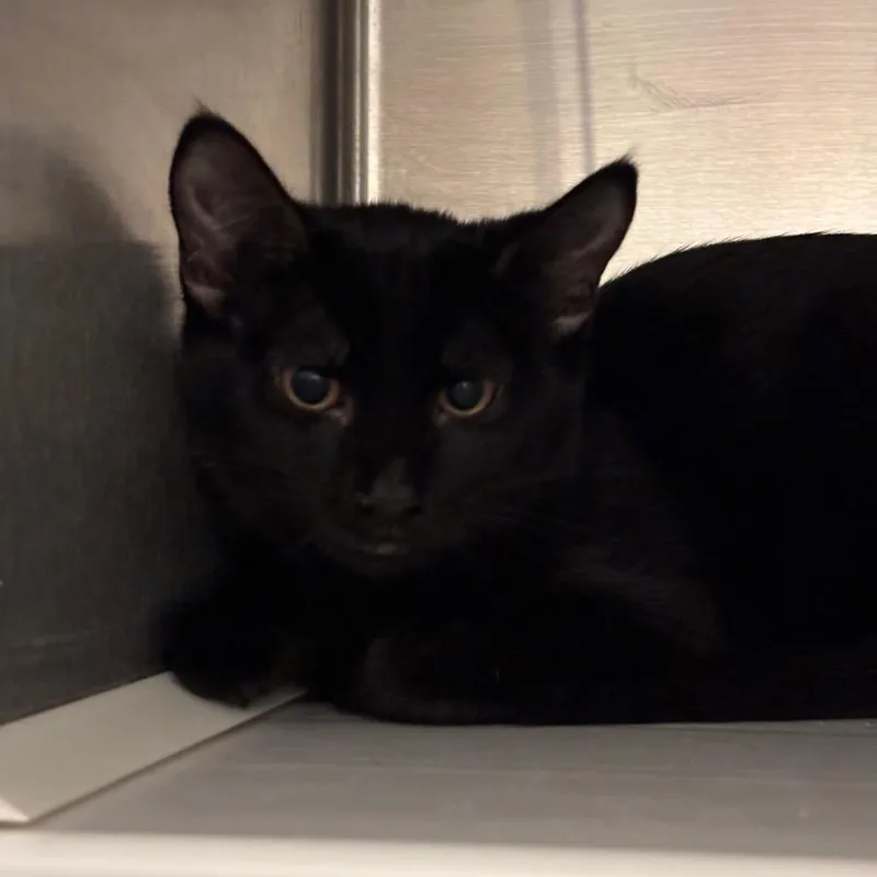 A baby medium-sized female Black Domestic Short Hair cat named Rascal for adoption in Council Bluffs, IA