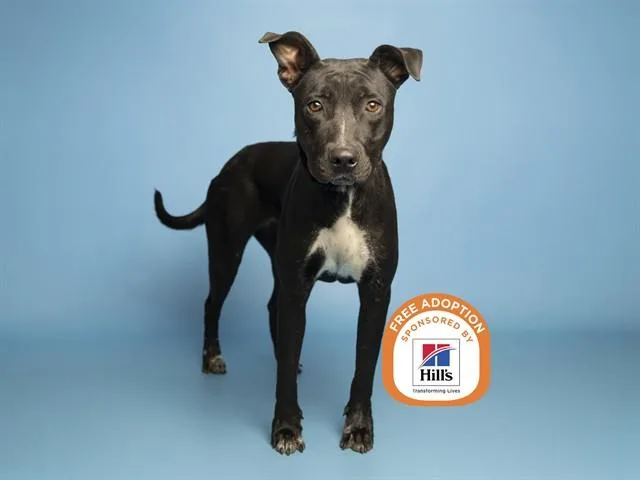 A young large-sized female Labrador Retriever dog named Lil Mamma for adoption in Phoenix, AZ