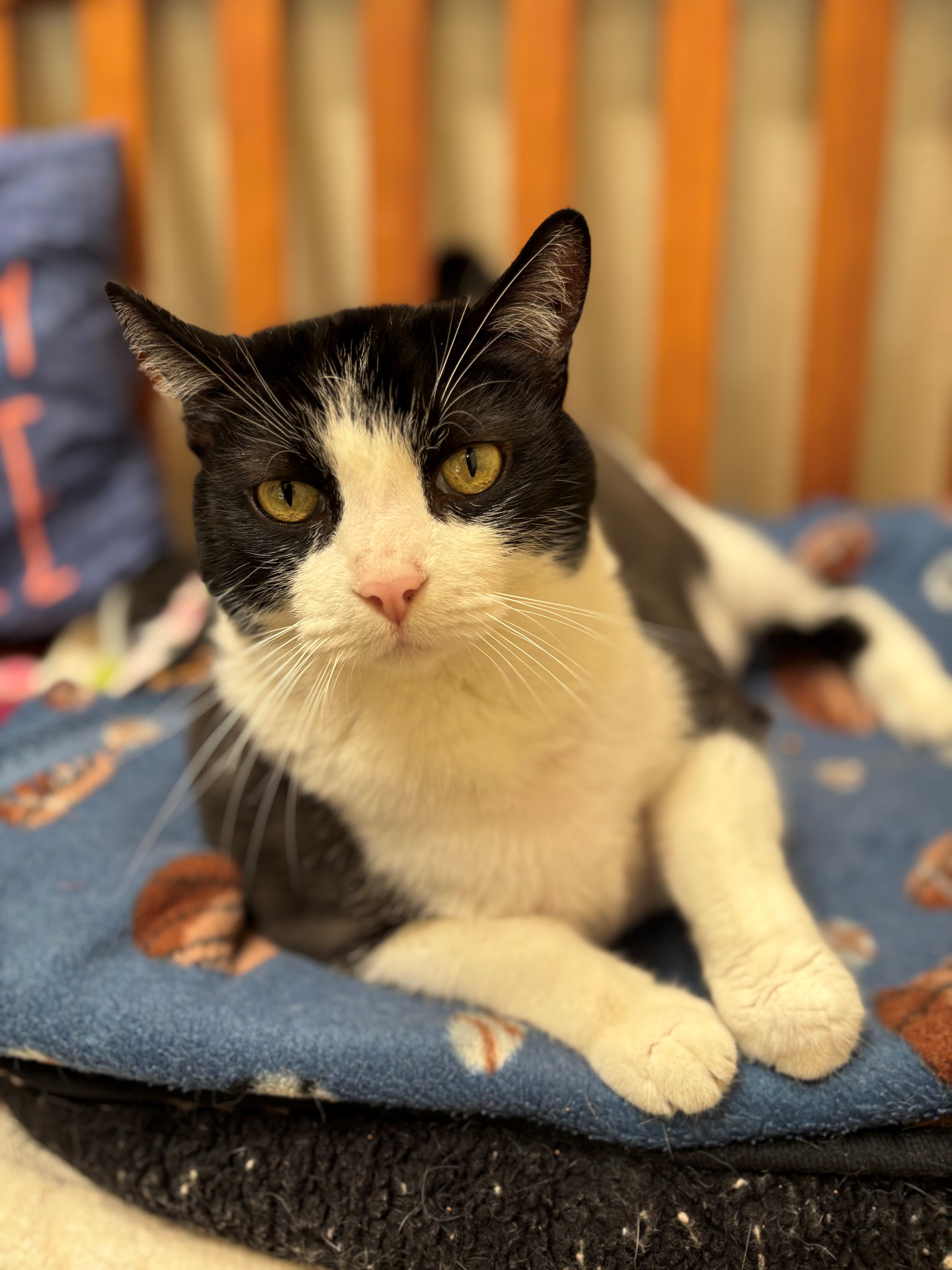 An adult large-sized male Black & White / Tuxedo Domestic Short Hair cat named Draco for adoption in Mission Viejo, CA