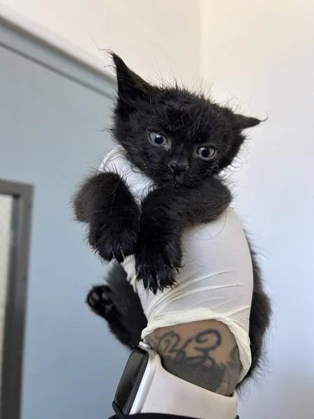 A baby small-sized male Domestic Short Hair cat named Dump Truck for adoption in Victorville, CA