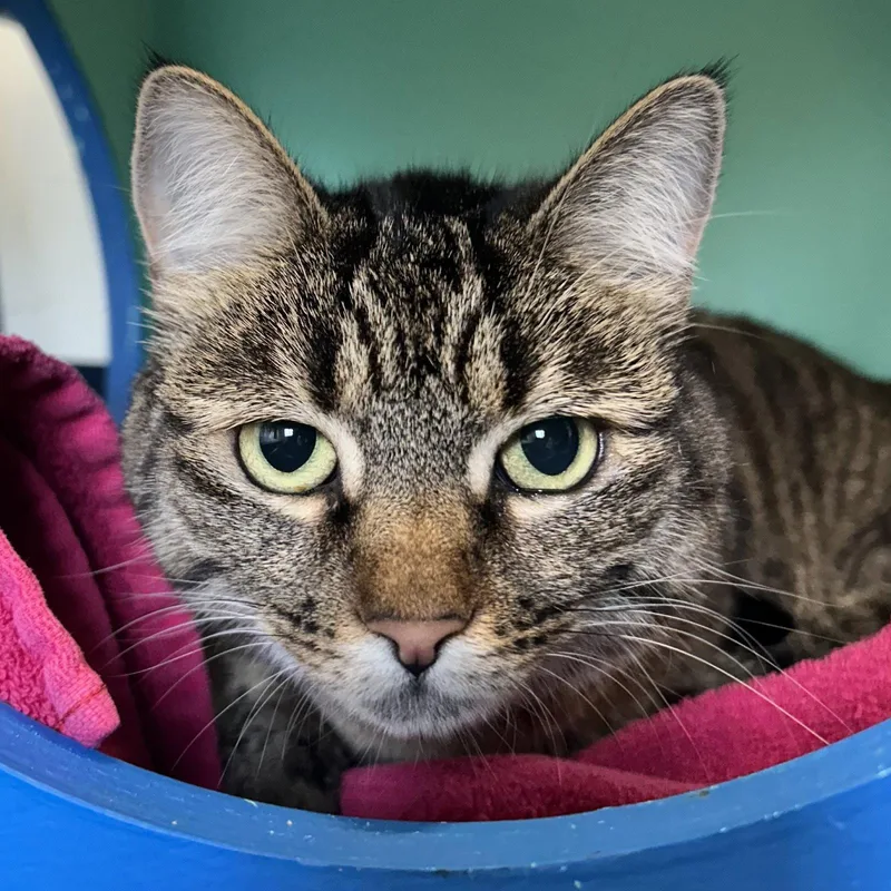An adult large-sized female Tabby cat named Bix for adoption in Burlingame, CA