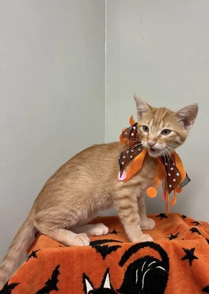 A baby medium-sized male Domestic Short Hair cat named Haven for adoption in Picayune, MS