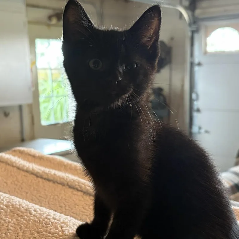 A baby small-sized female Black Domestic Short Hair cat named Sadie for adoption in Shelbyville, IN