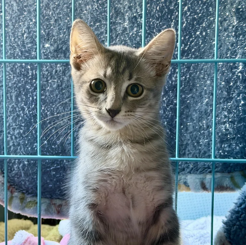 A baby small-sized male Domestic Short Hair cat named Kit for adoption in Chandler, AZ