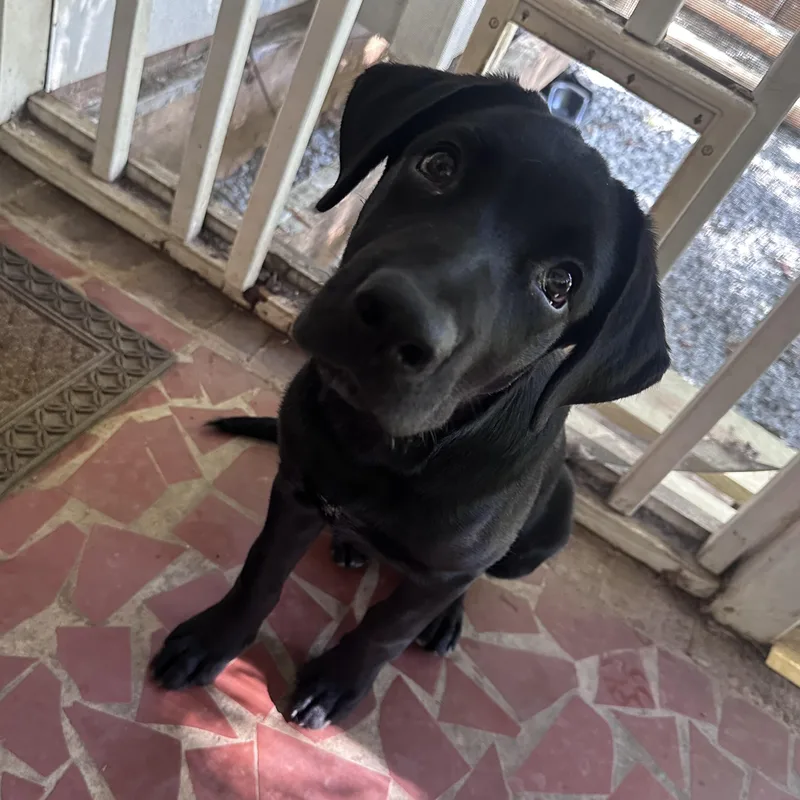 A baby medium-sized male Black Labrador Retriever dog named Sherman for adoption in Charlotte, NC