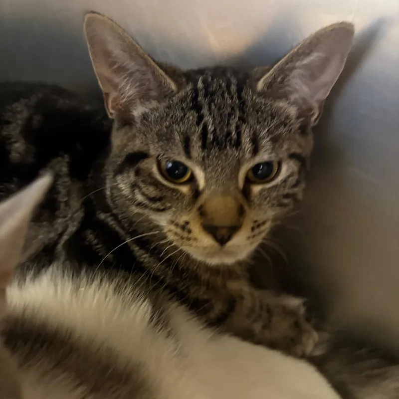 A baby small-sized female Brown / Chocolate Domestic Short Hair cat named Blender for adoption in Spokane, WA