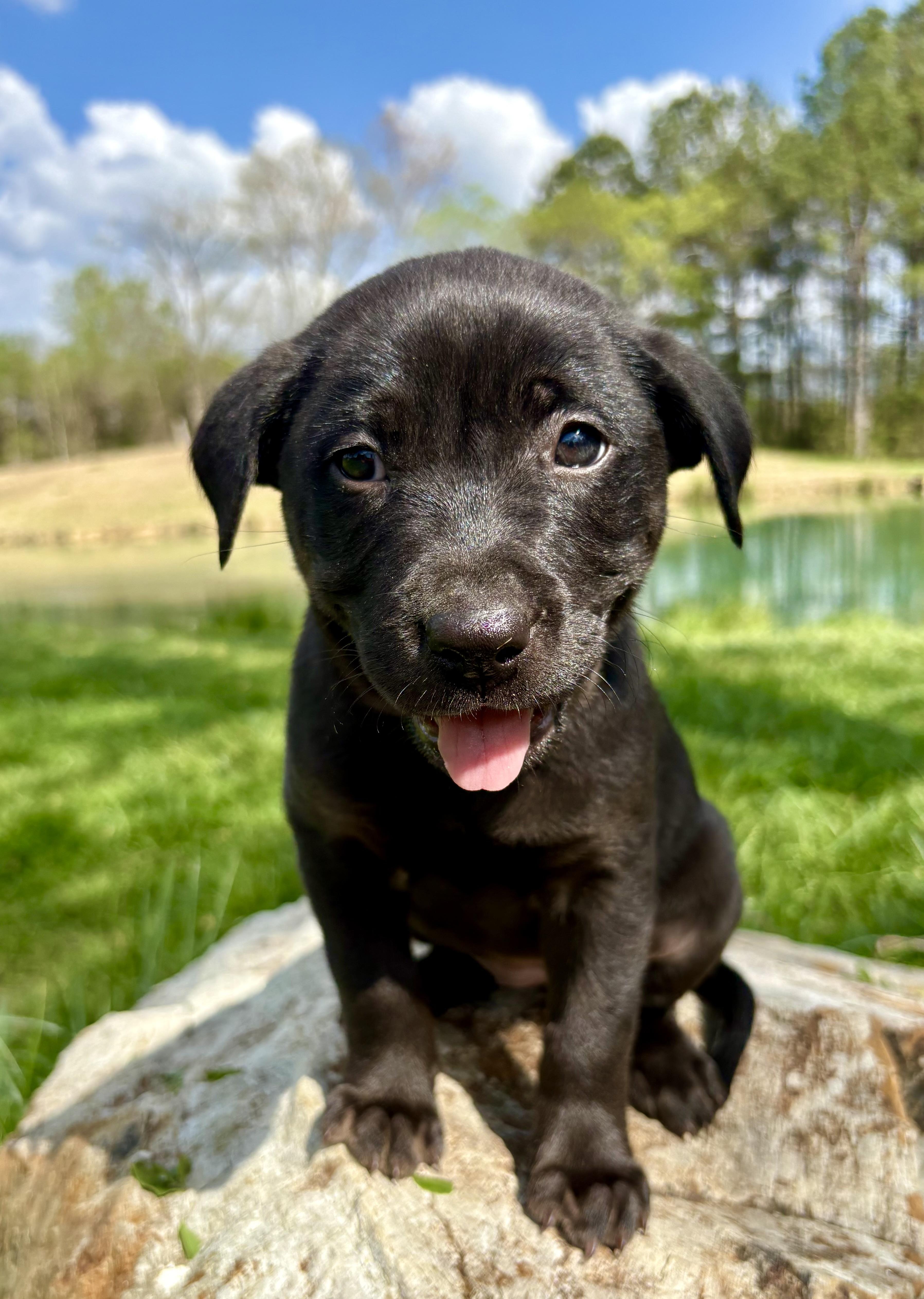 Marjoram thumbnail 2