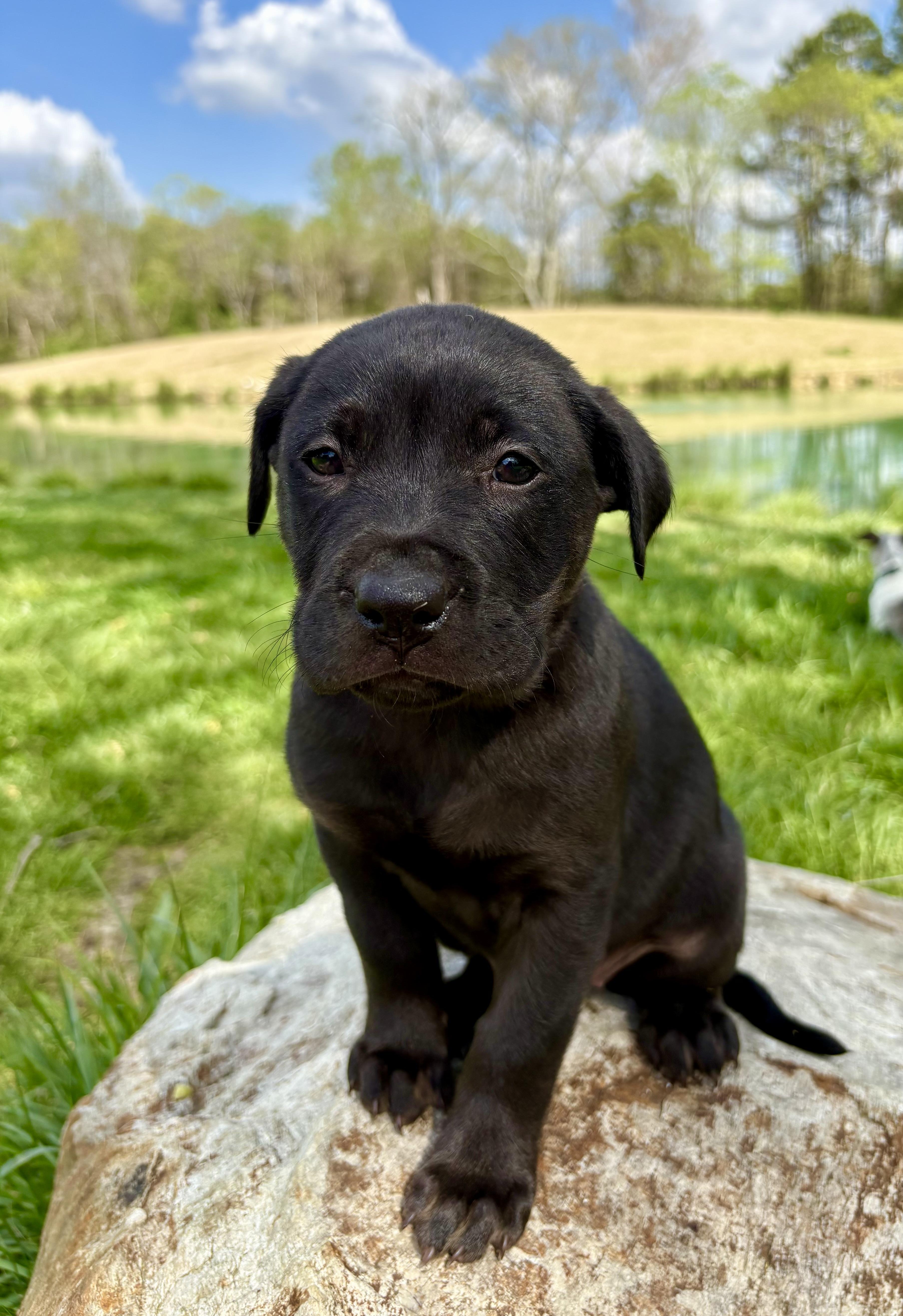 Marjoram thumbnail 3