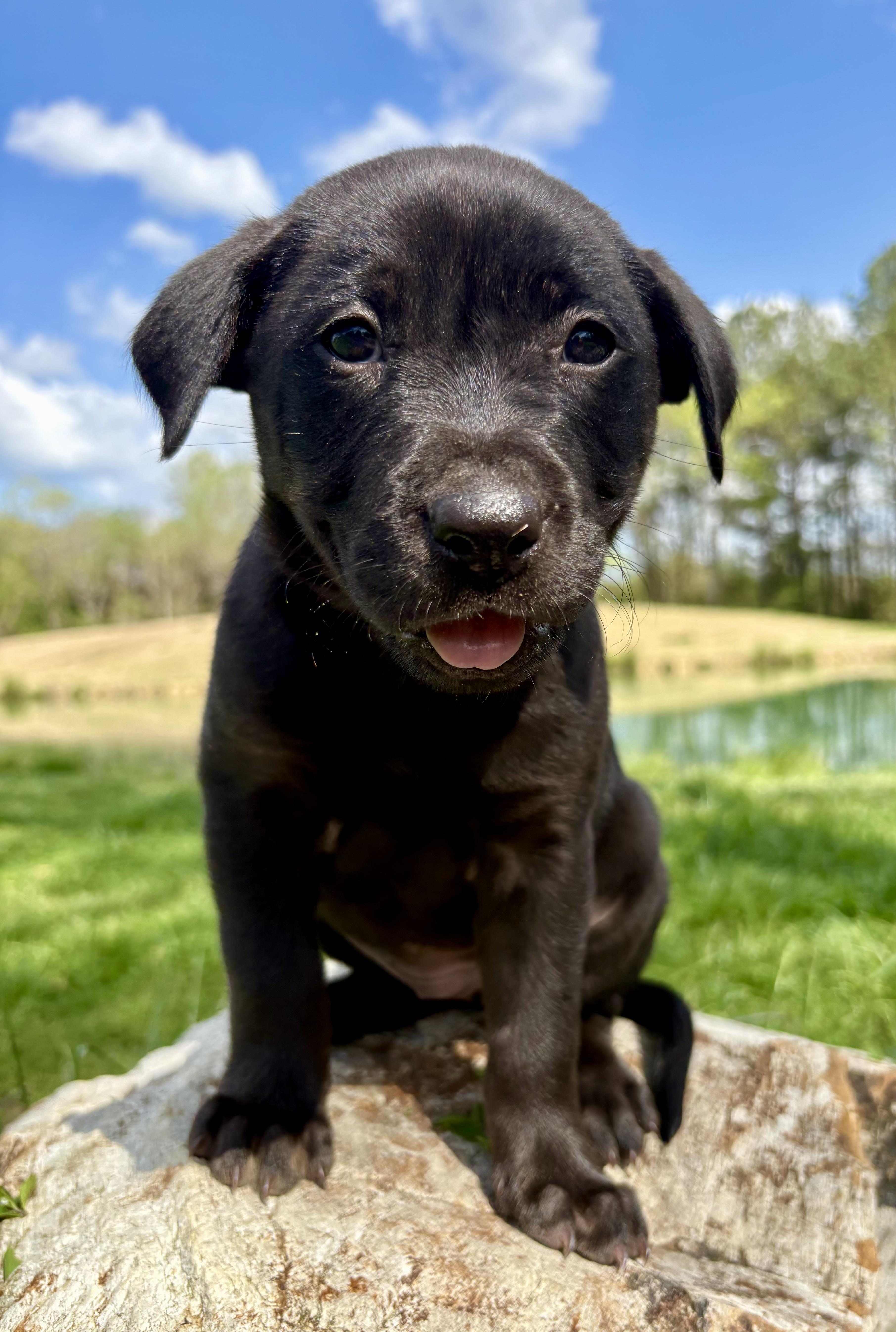 Marjoram thumbnail 5