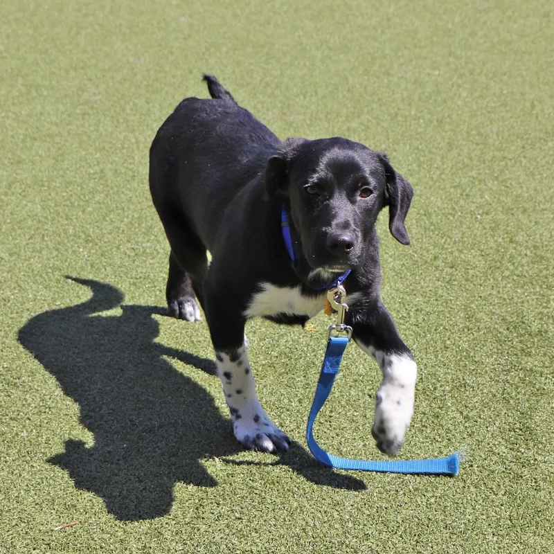 A young medium-sized male Tricolor (Brown, Black, & White) Mixed Breed dog named Chris for adoption in Port Washington, NY