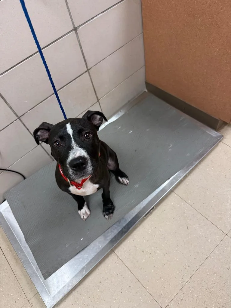 A baby medium-sized male Mixed Breed dog named Lucky for adoption in Bossier City, LA