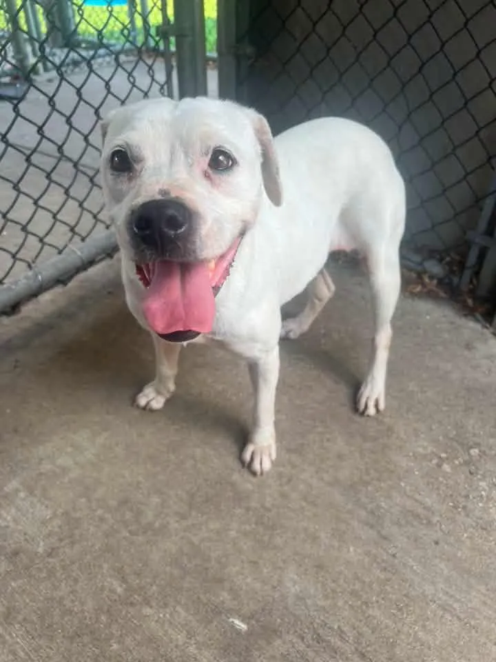 An adult medium-sized female White / Cream Pit Bull Terrier dog named Penelope for adoption in Chicago, IL