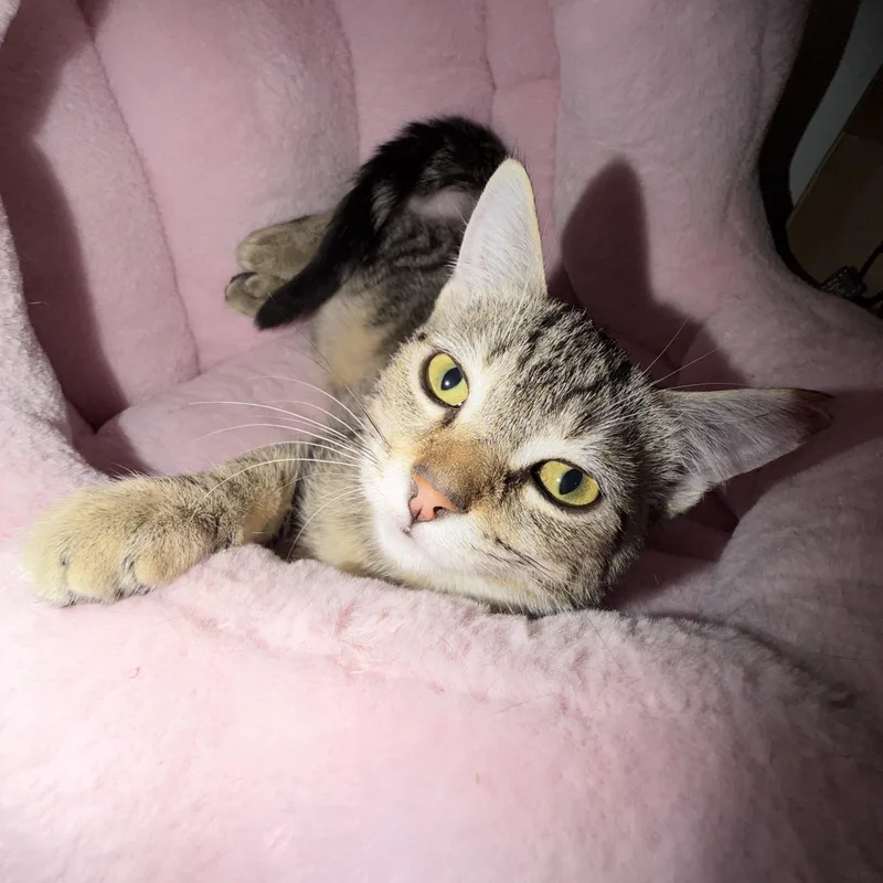 A baby small-sized male Tabby (Brown / Chocolate) Domestic Short Hair cat named Finch for adoption in Rochester Hills, MI