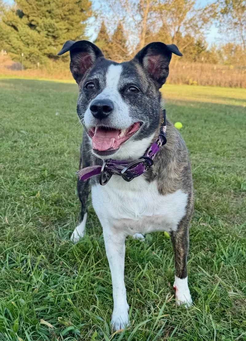 A young medium-sized female Terrier dog named Patience for adoption in Traverse City, MI
