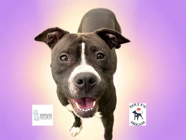 A young medium-sized female Pit Bull Terrier dog named Lolita for adoption in Fort Lauderdale, FL