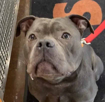 An adult medium-sized male Mixed Breed dog named Mr. Smalls for adoption in Cincinnati, OH
