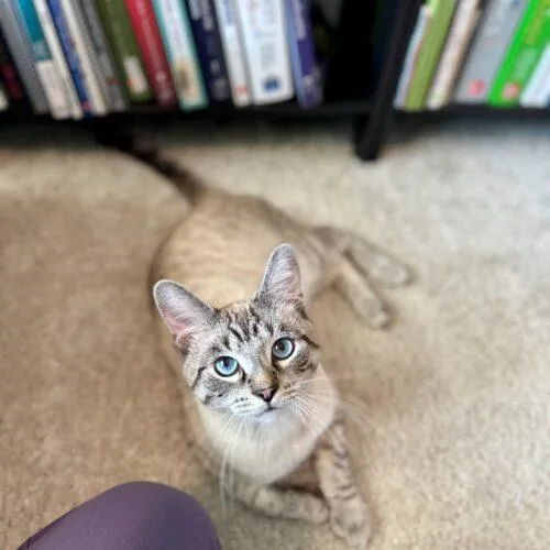 An adult medium-sized male Seal Point Siamese cat named Leo for adoption in Fishers, IN