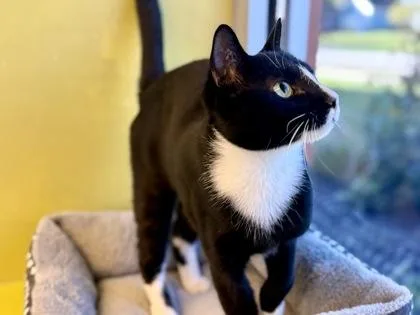 An adult medium-sized male Black & White / Tuxedo Domestic Short Hair cat named Tototony for adoption in Downers Grove, IL