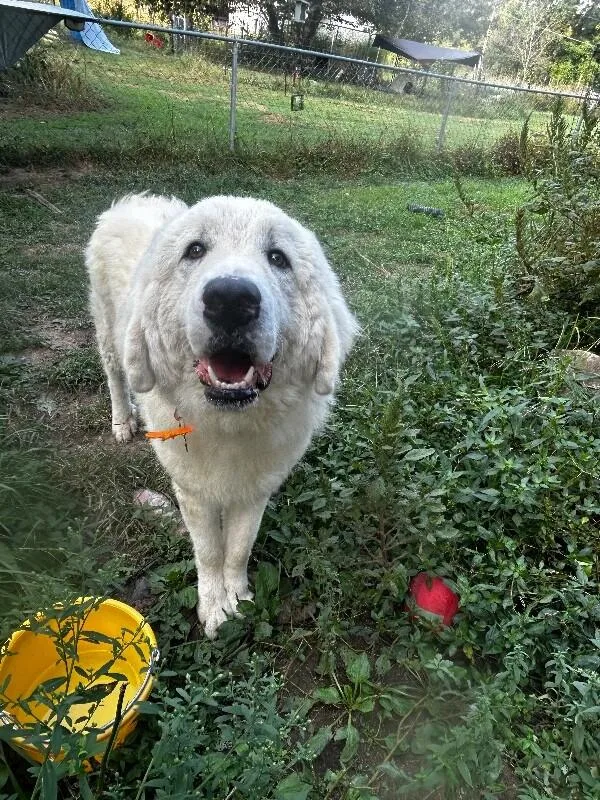 An adult extra large-sized male Great Pyrenees dog named Gander for adoption in Maryville, TN