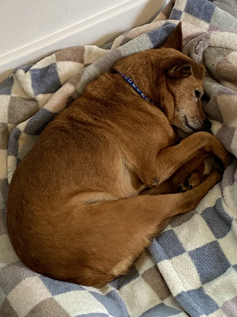 Macaroni thumbnail 2