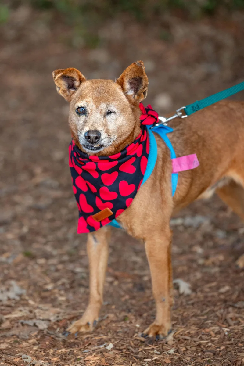 Macaroni thumbnail 4