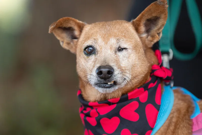 Macaroni thumbnail 6