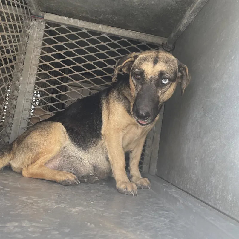 An adult medium-sized female Black German Shepherd Dog dog named Charmin for adoption in Edinburg, TX