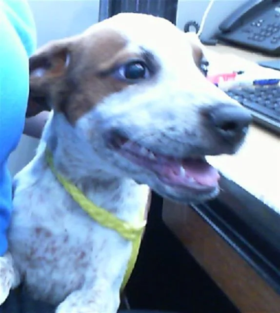 A young small-sized female Mixed Breed dog named Sally for adoption in Dallas, TX