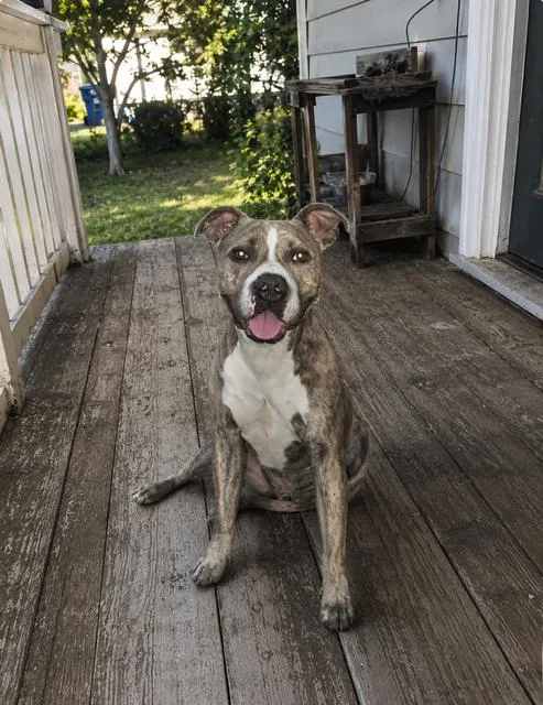 A young medium-sized male Pit Bull Terrier dog named Ash for adoption in Midway, UT