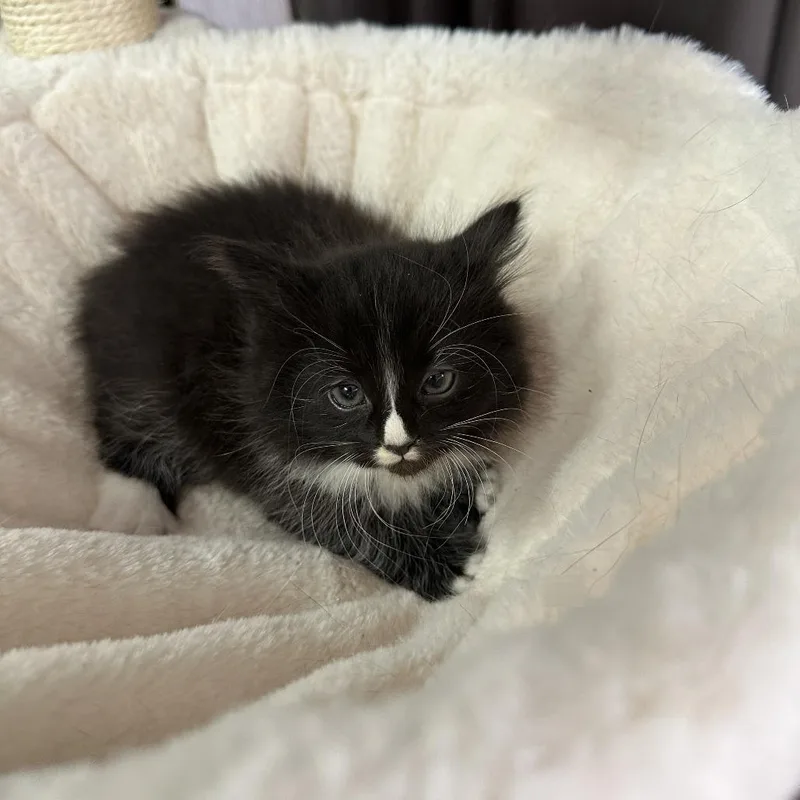 A baby small-sized female Black Domestic Medium Hair cat named Cookie Dough for adoption in Inman, SC