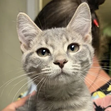A young small-sized male Gray / Blue / Silver Domestic Short Hair cat named Jj for adoption in North Myrtle Beach, SC