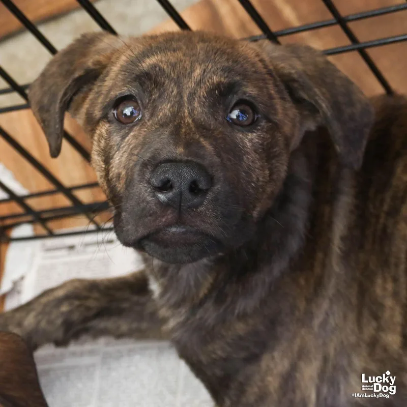 A baby large-sized female Shepherd dog named Nadia for adoption in Washington, DC