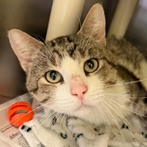 An adult medium-sized male Gray / Blue / Silver Domestic Short Hair cat named Marvin for adoption in Columbia, MO