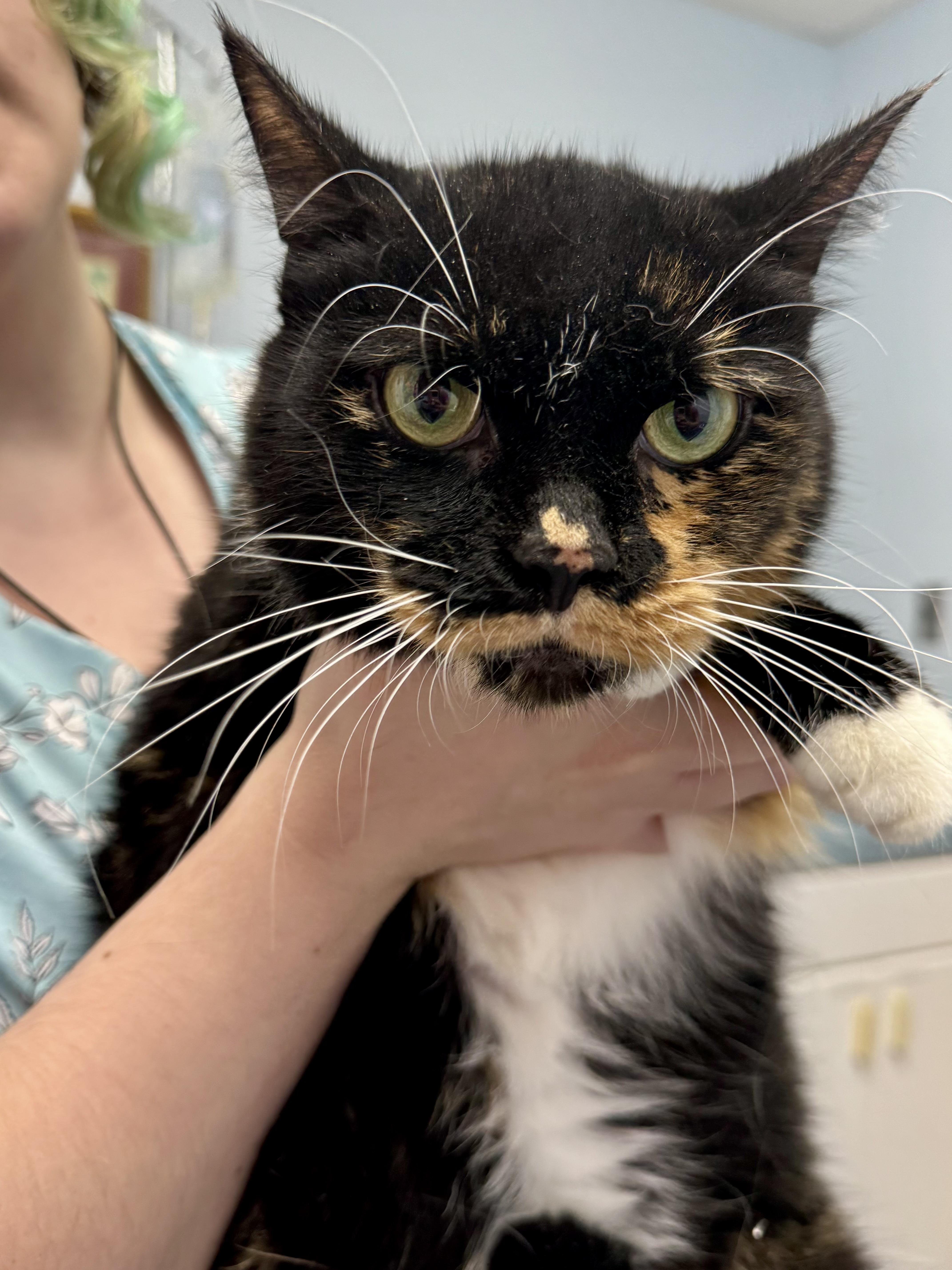 Courtney thumbnail 2