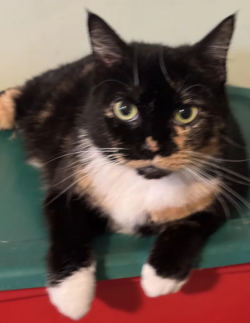 Courtney thumbnail 3